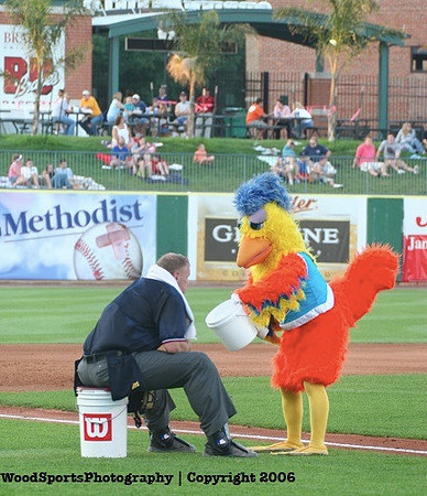 THe Famous Chicken 81